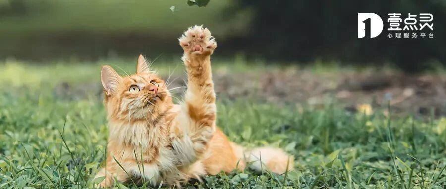 我从猫身上,学到了1个恋爱诀窍