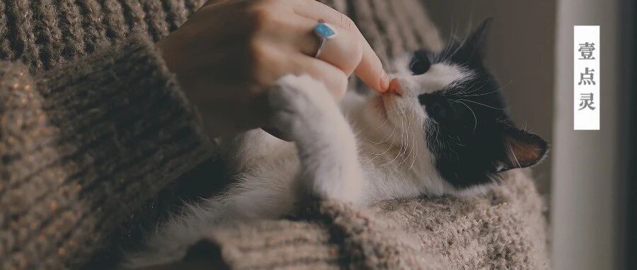 朋友圈最会谈恋爱的女生告诉我,她的高情商是和猫咪学的!