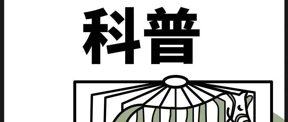 “母单”群体如何突破两性社交恐惧?一份从理论到实践的渐进式行动清单。